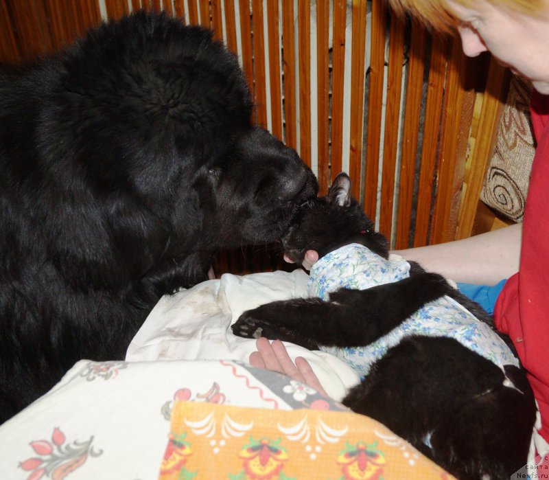 Фотография № 223209