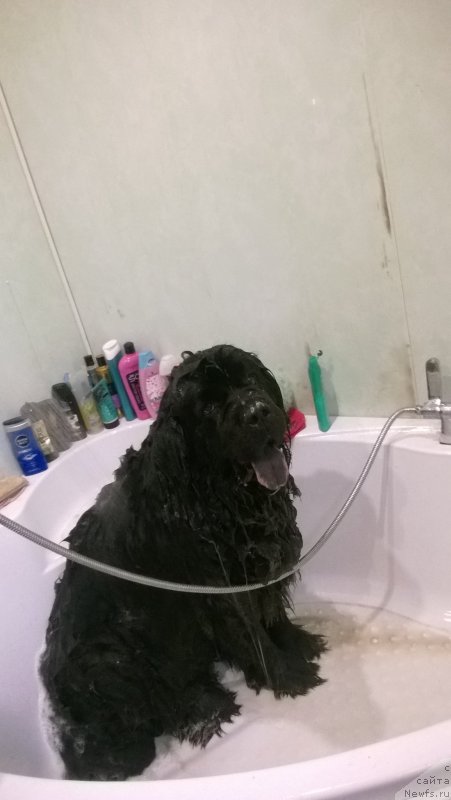 Фото: ньюфаундленд Идиллия Искрометная