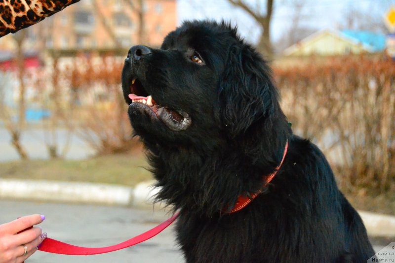 Фото: ньюфаундленд Талисман Моря Корвет (Talisman Morya Korvet)