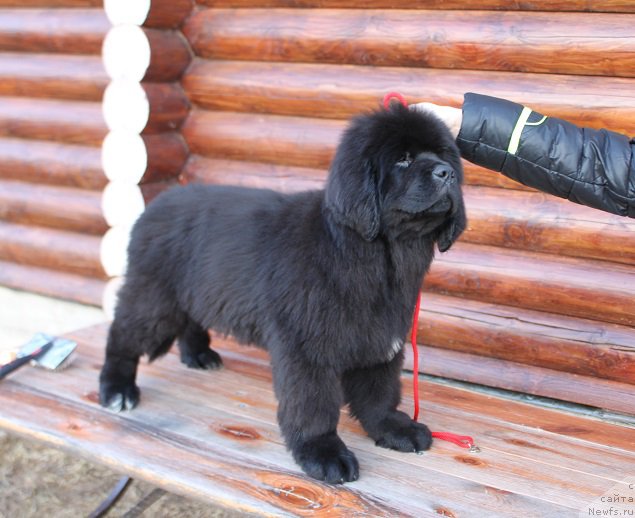 Фото: ньюфаундленд Терра Виктория Иртыш