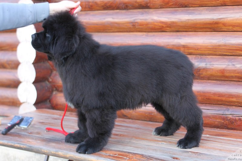 Фото: ньюфаундленд Терра Виктория Иртыш