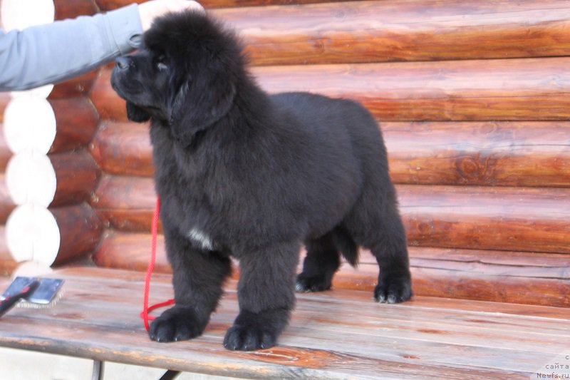 Фото: ньюфаундленд Терра Виктория Иртыш