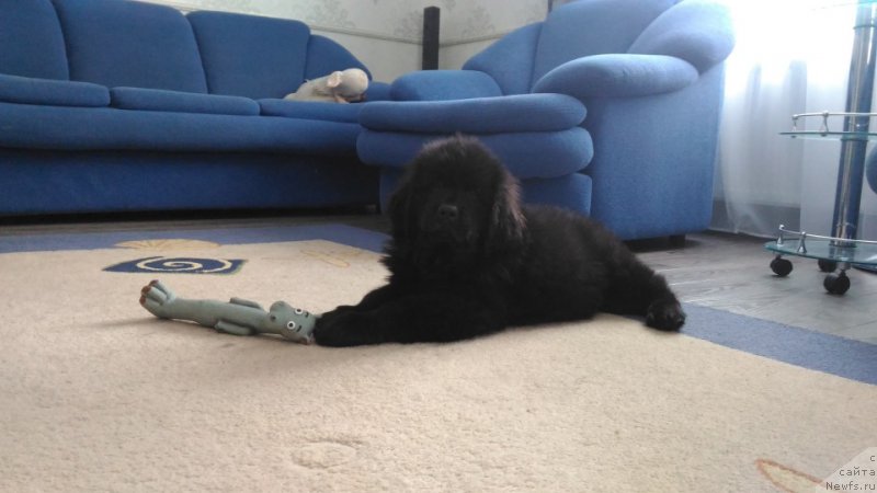 Фото: ньюфаундленд Браунблад МСК Ламберт Амир (Brownblood MSK Lambert Amir)