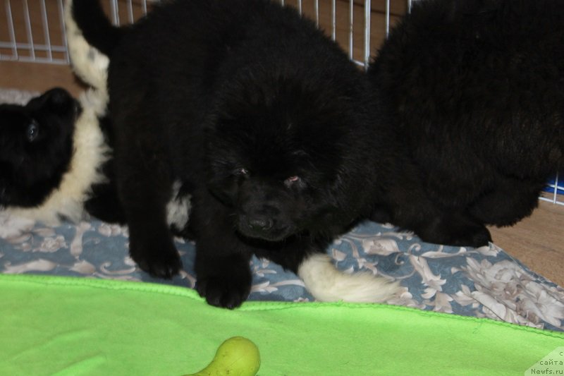 Фотография № 223233