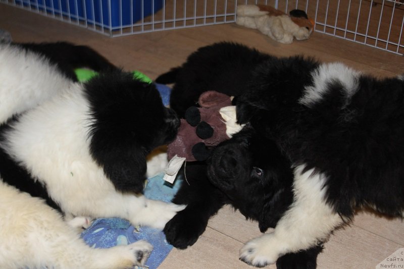 Фотография № 223234