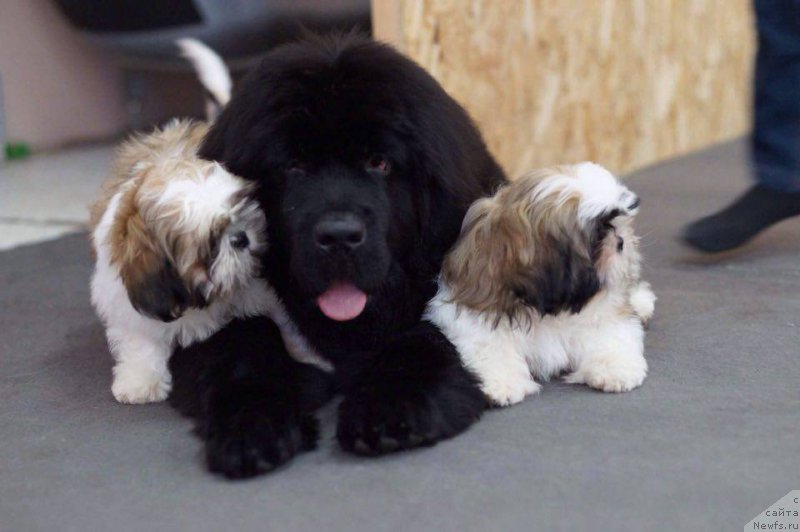 Фотография № 223245