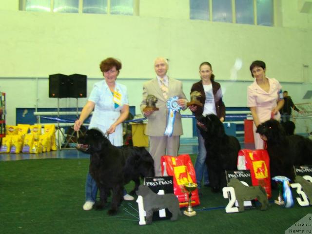 Фото: ньюфаундленд Династия Квин из Медвежьего Яра (Dynasty Queen iz Medvejyego Yara)