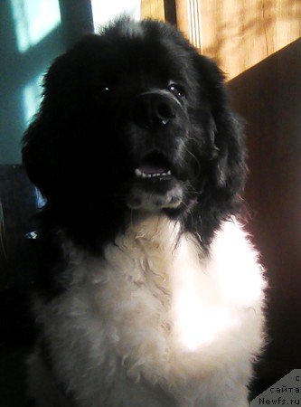 Фотография № 223260