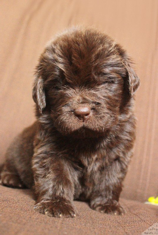 Фотография № 223261