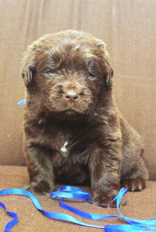 Фотография № 223264