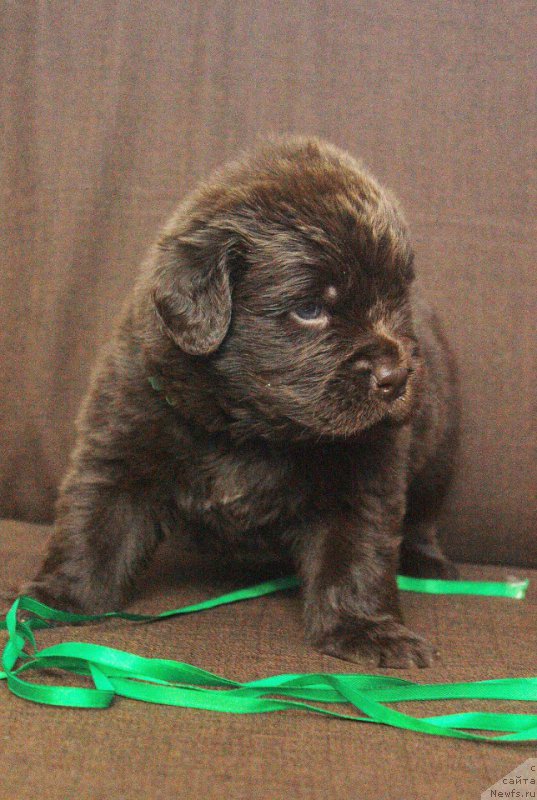 Фотография № 223265