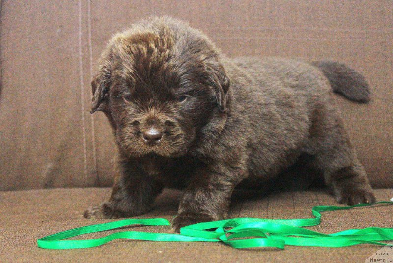 Фотография № 223266