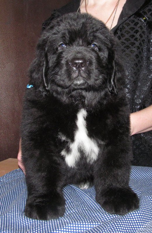 Фото: ньюфаундленд Маг Исполин Мода Макси