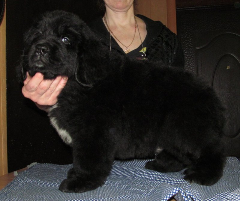 Фото: ньюфаундленд Маг Исполин Мода Макси