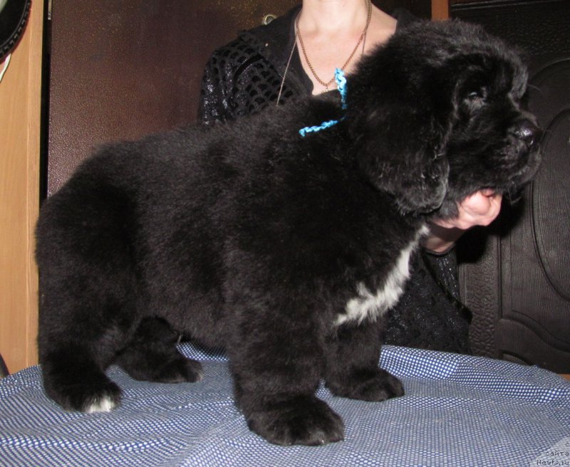 Фото: ньюфаундленд Маг Исполин Мода Макси