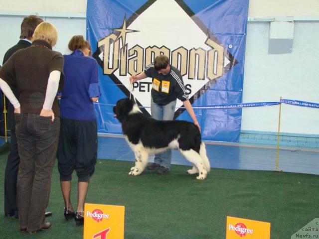 Фото: ньюфаундленд Eros Faundland