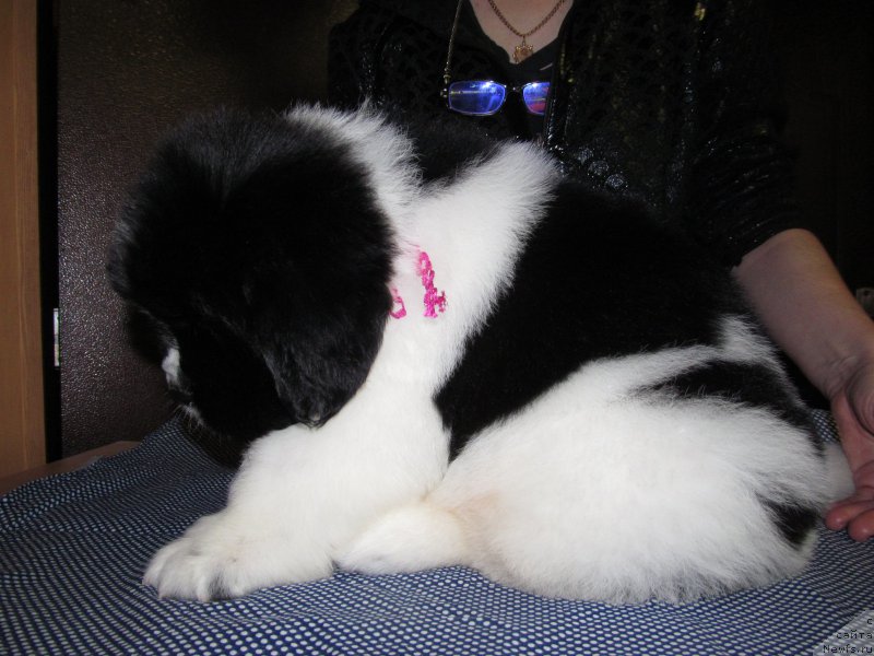 Фото: ньюфаундленд Маг Исполин Мода Макси