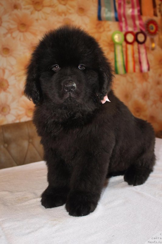 Фото: ньюфаундленд Ирада Славная Дочь Матвея