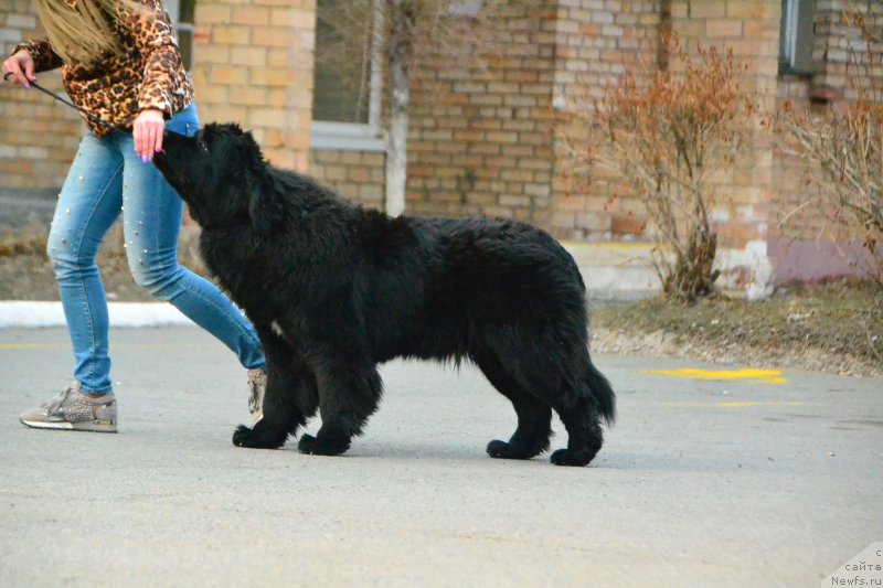 Фото: ньюфаундленд Талисман Моря Ла-Валетта