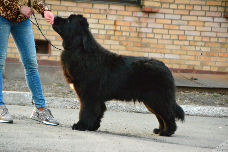 Фото: ньюфаундленд Талисман Моря Ла-Валетта
