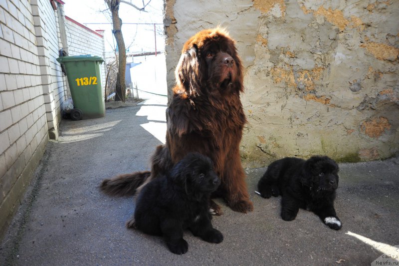 Фото: ньюфаундленд Хохотушка с Берега Дона (Hohotushka s Berega Dona)