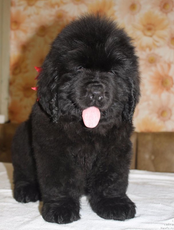 Фото: ньюфаундленд Имиджа Берегиня