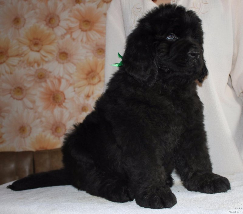 Фото: ньюфаундленд Интер Фоллоу зе Болл