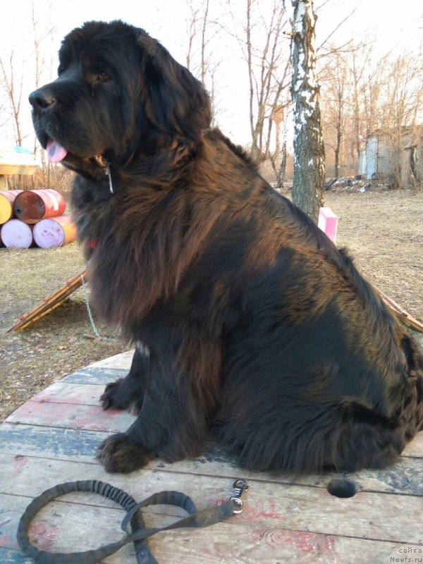 Фотография № 223296