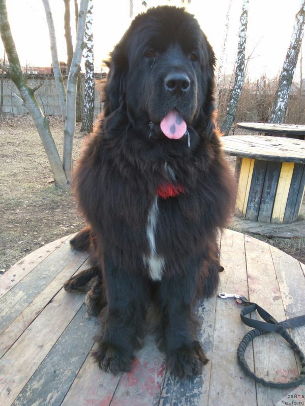 Фотография № 223297