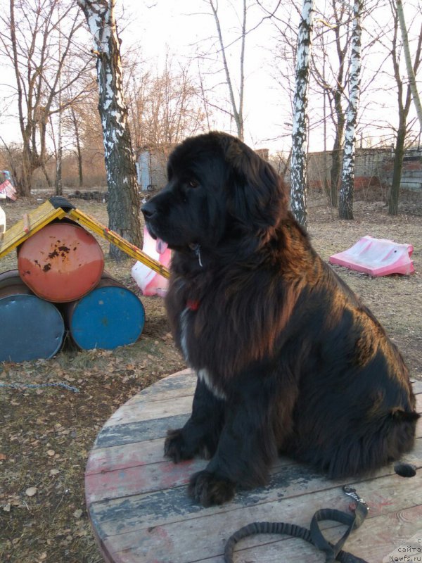 Фотография № 223298