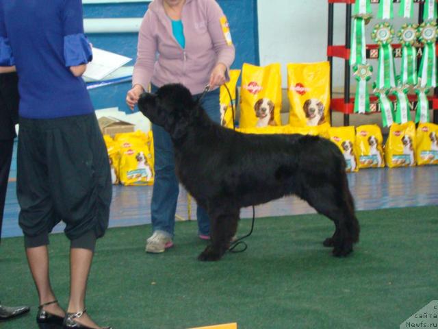 Фото: ньюфаундленд Династия Квин из Медвежьего Яра (Dynasty Queen iz Medvejyego Yara)