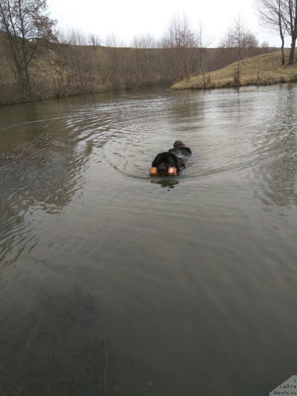 Фото: ньюфаундленд Ли Сан