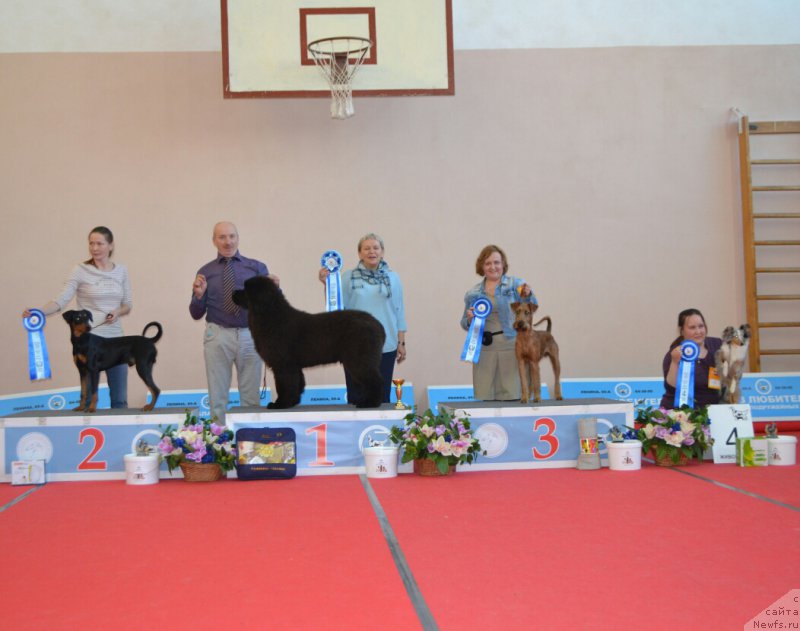 Фото: ньюфаундленд Сент Джонс Эксклюзив (Sent Djons Exclusive)