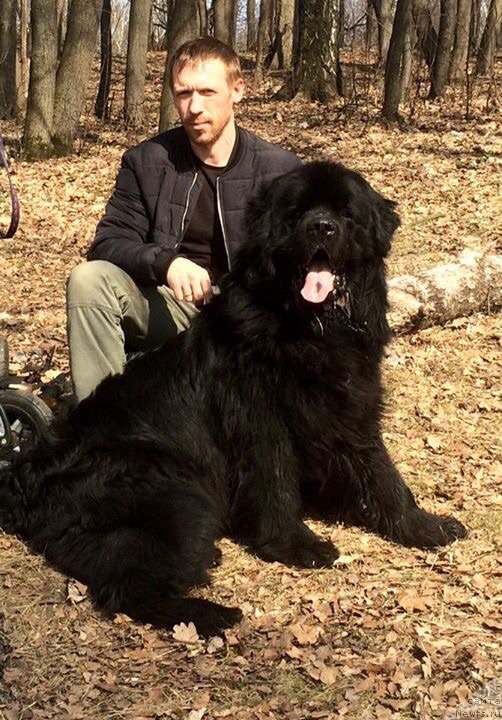 Фото: ньюфаундленд Чарльз Балу Блек Биар