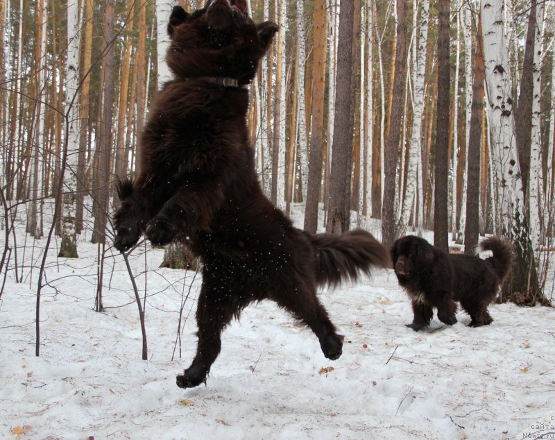 Фотография № 223312