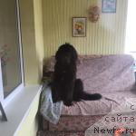 Фото: ньюфаундленд Козырный Туз с Берега Дона (Kozyrniy Tuz s Berega Dona)