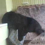 Фото: ньюфаундленд Козырный Туз с Берега Дона (Kozyrniy Tuz s Berega Dona)