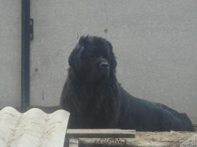 Фото: ньюфаундленд Арх Бьюти От Чары Первая (Arh Beauty Ot Chary Pervaya)