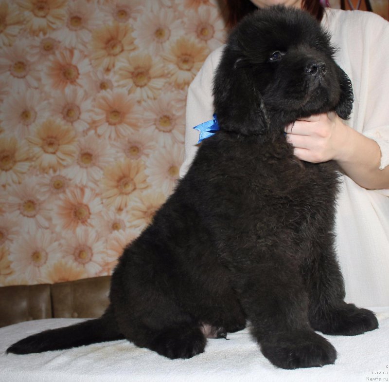 Фото: ньюфаундленд Имедж оф Грейтнес