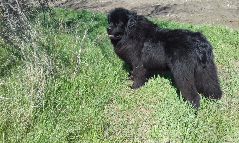 Фото: ньюфаундленд Акватория Келвин Злата