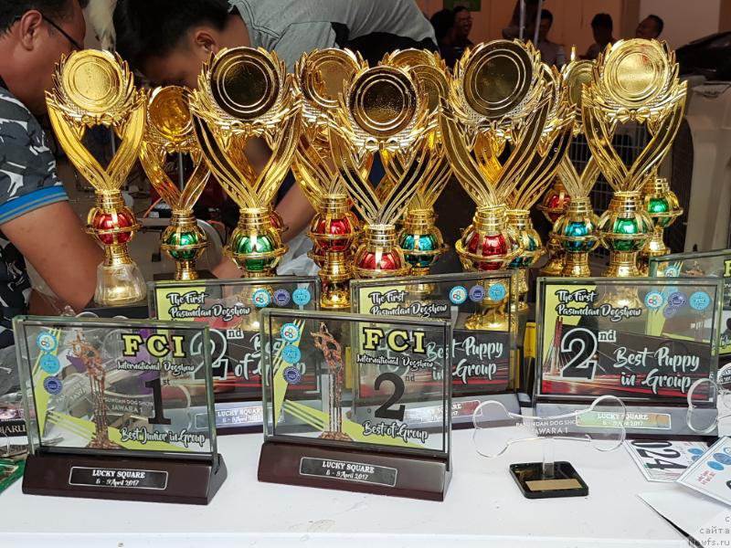 Фото: ньюфаундленд Терра Виктория Валентинка