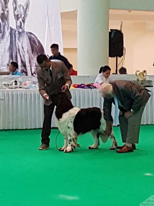 Фото: ньюфаундленд Терра Виктория Валентинка