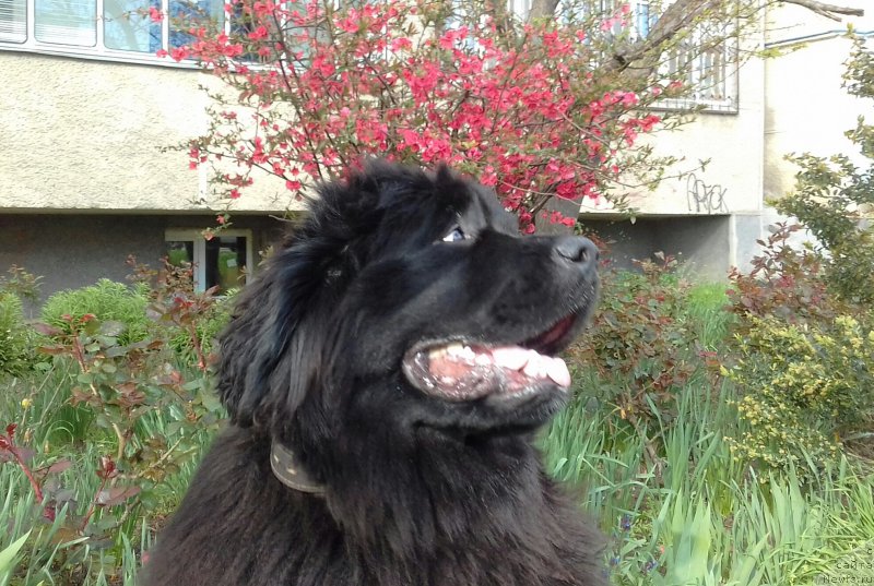 Фото: ньюфаундленд Акватория Келвин Злата