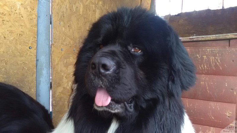 Фото: ньюфаундленд Варгас Де Ла Масса Армандо (Vargas de la Massa Armando)