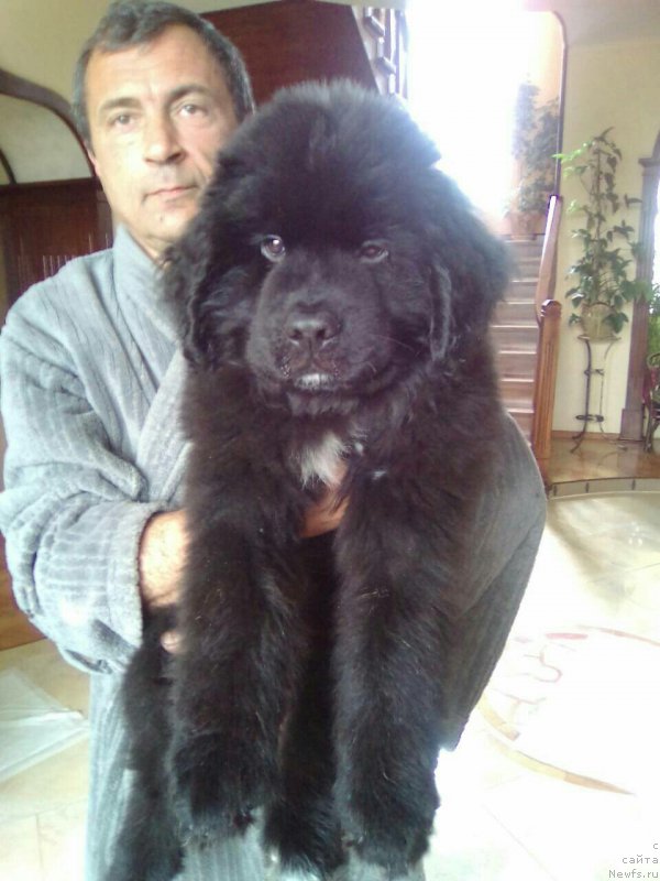 Фото: ньюфаундленд Klaid Super Mishka