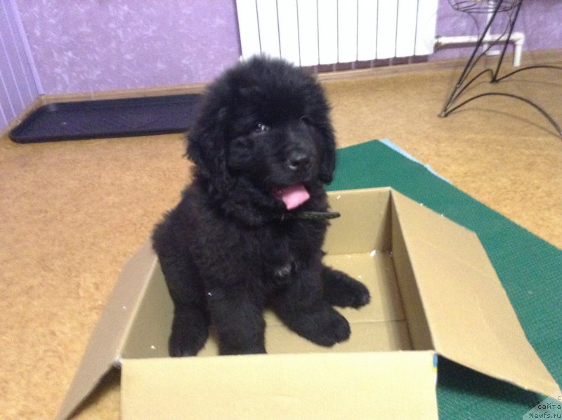 Фото: ньюфаундленд Идеал Тейст оф Виктори (Ideal Taste of Victory)