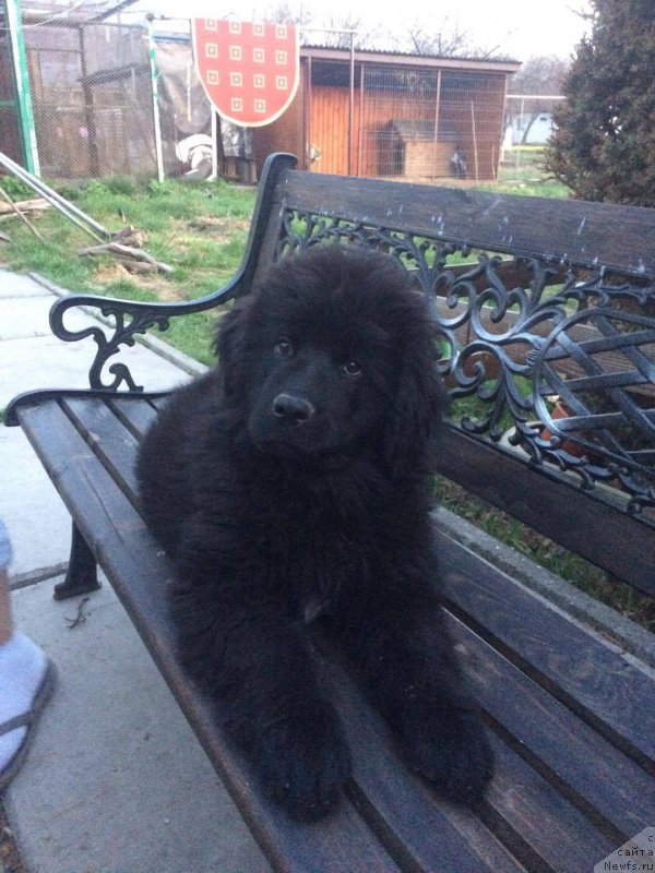 Фото: ньюфаундленд Kassia Princess of the Sea Super Mishka