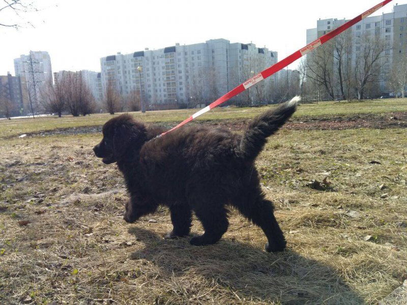 Фото: ньюфаундленд Kamilla Cute Flower Super Mishka