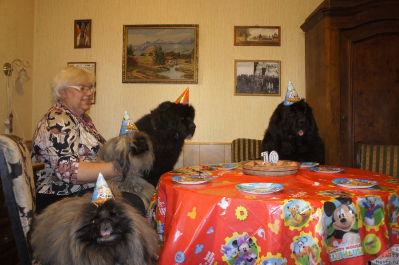 Фото: Галина Сарычева, ньюфаундленд Skippers Only You for Smigar, ньюфаундленд Love Inside Your Soul Moon Bear, и наши пекинесы