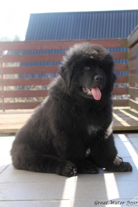 Фото: ньюфаундленд Great Water Bear Fantastic Power